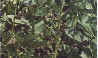 6月可以种蚕豆种植时间和方法